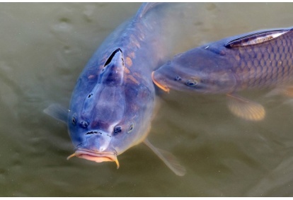 Makšķerēšana un loma gatavošana sētā Karpynė