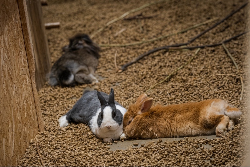 Apmeklējums zooloģiskajā dārzā ZOOPARK Viļņā