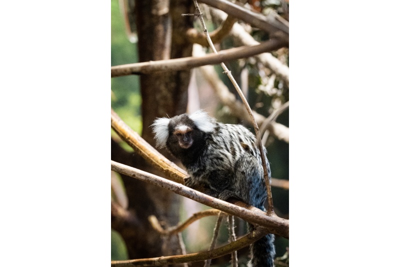Apmeklējums zooloģiskajā dārzā ZOOPARK Viļņā