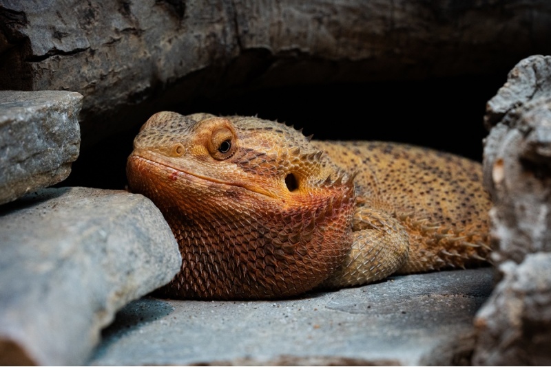 Apmeklējums zooloģiskajā dārzā ZOOPARK Viļņā
