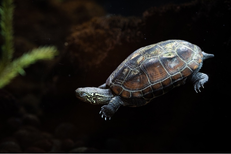 Apmeklējums zooloģiskajā dārzā ZOOPARK Viļņā