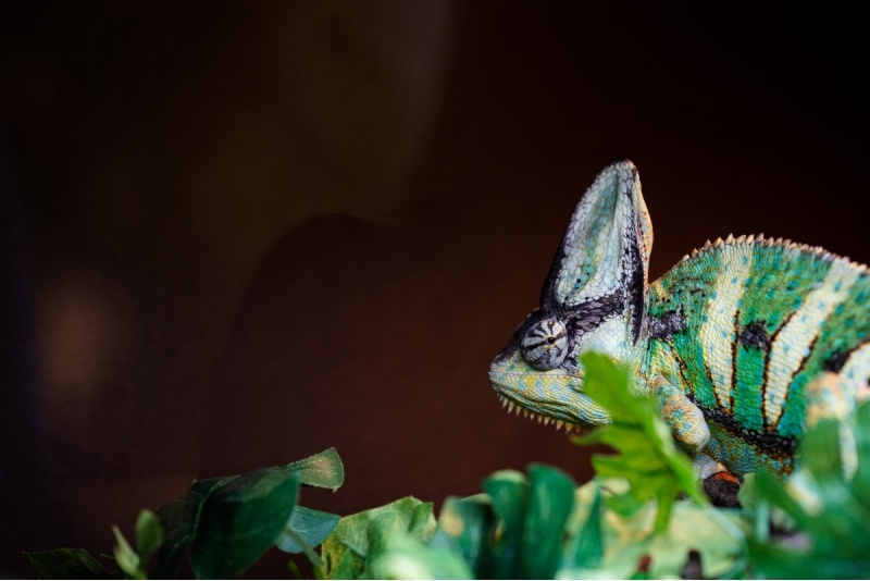 Apmeklējums zooloģiskajā dārzā ZOOPARK Viļņā