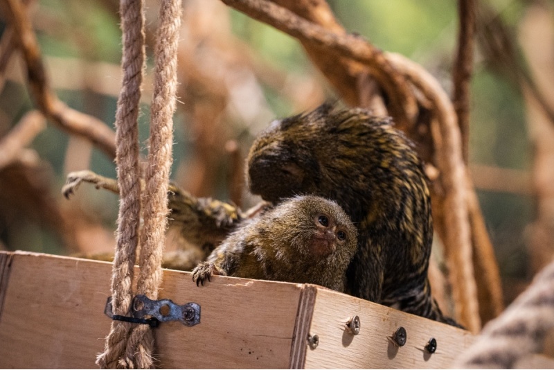 Apmeklējums zooloģiskajā dārzā ZOOPARK Viļņā