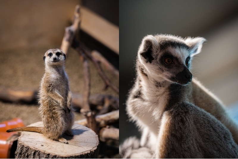 Apmeklējums zooloģiskajā dārzā ZOOPARK Viļņā