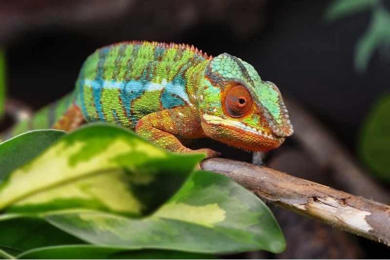 Apmeklējums zooloģiskajā dārzā ZOOPARK Viļņā
