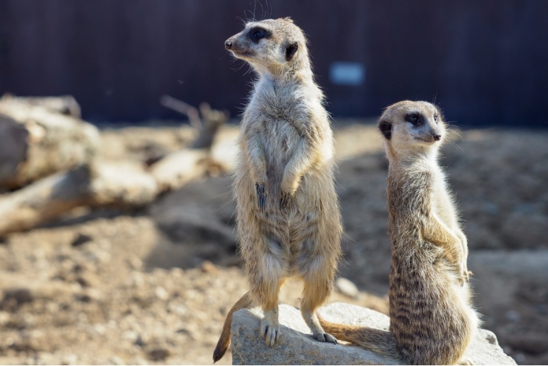 Apmeklējums zooloģiskajā dārzā ZOOPARK Viļņā
