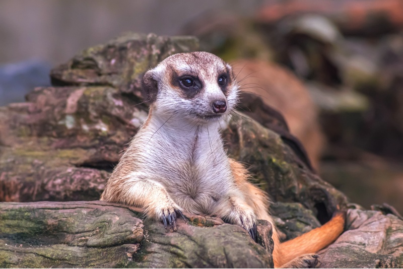 Apmeklējums zooloģiskajā dārzā ZOOPARK Viļņā