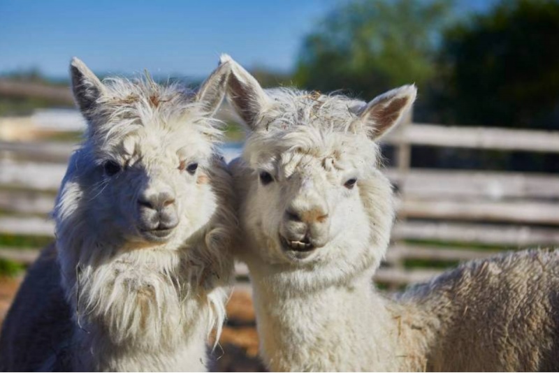 Nakšņošana ģimenei ar Mini Zoo apmeklējumu un vakariņām Dubingiai zirgaudzētavā
