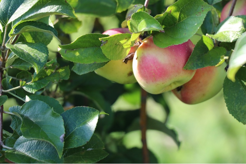 „Tēviņkalna vīns“ darītavas apmeklējums un degustācija